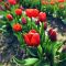 rote Tulpen auf einem Feld